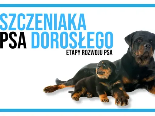 Dorosły Rottweiler i szczeniak leżą obok siebie, symbolizując etapy rozwoju psa, od kiedy szczeniaki zaczynają chodzić do dorosłości.
