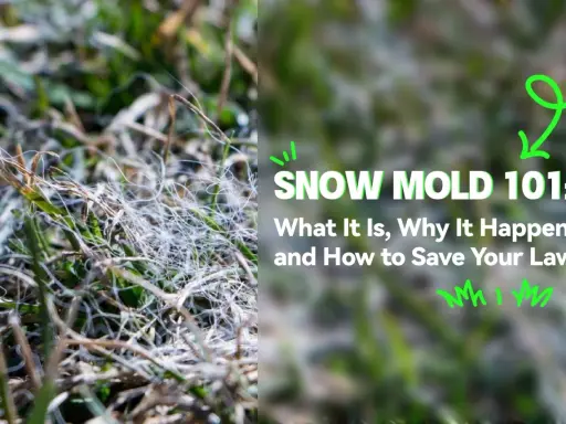 Close-up of grass showing white, web-like strands, indicative of snow mold disease. Text reads "SNOW MOLD 101: What It Is, Why It Happens, and How to Save Your Lawn.