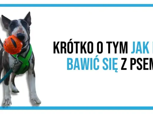 Bullterier z pomarańczową piłką w pysku. Napis: Krótko o tym jak nie bawić się z psem.