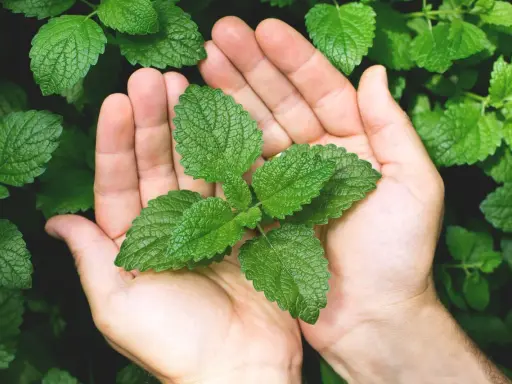 Mains tenant une jeune pousse de menthe, prête à la planter. Les feuilles vertes et dentelées promettent une belle récolte.