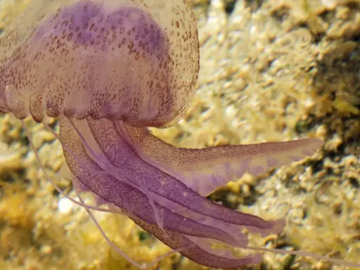 Medusa viola con tentacoli fluttuanti, mostrando come si muovono le meduse con un movimento ondulatorio.
