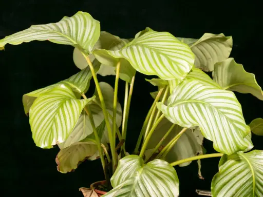 Calathea con hojas verdes y blancas, algunas con bordes amarillos, sobre fondo oscuro.