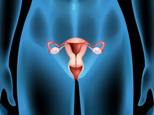 Anatomia kobieca: macica, jajowody, jajniki i pochwa. Różne rodzaje cip są częścią tej złożonej anatomii.