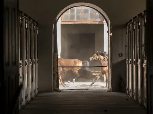 Podlasie: Stadniny koni, ceny, atrakcje. Znajdź idealne miejsce!