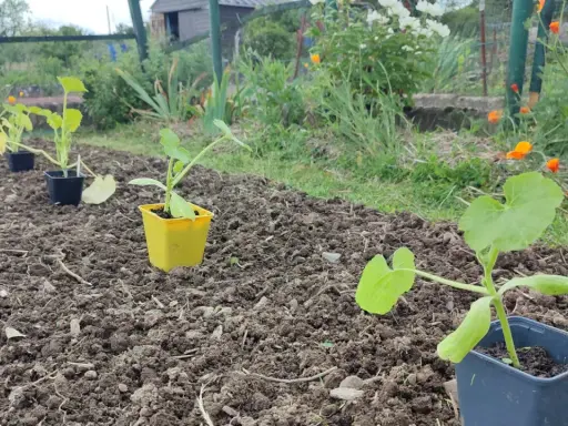 Jeunes plants de courgette prêts à être repiqués dans le potager. Le sol est préparé, les fleurs de coquelicot annoncent l'été.