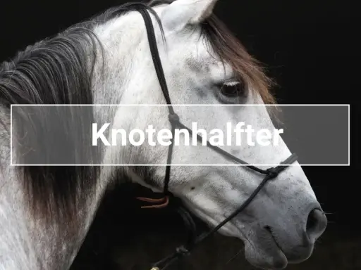 Ein graues Pferd trägt ein Knotenhalfter. Der Knoten ist deutlich sichtbar.