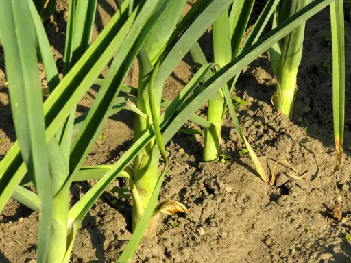 Des poireaux plantés à bonne distance dans la terre, leurs longues feuilles vertes se dressent fièrement.