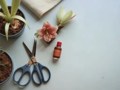 Förberedelser för att spara amaryllis: en blomma, en knopp, en kruka med växt, en liten flaska och en sax ligger på en ljus yta.