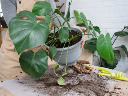 Monstera w nowej doniczce. Przesadzanie monstery po zakupie to ważny krok dla jej zdrowia.
