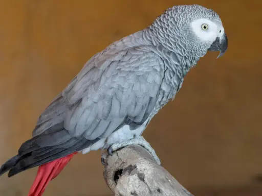 Un elegante uccello cenerino, con piume grigie e una coda rossa vivace, posa su un ramo.