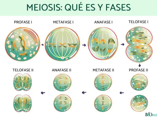 Ilustración de las fases de la meiosis 1 y 2, mostrando la división celular y la formación de gametos.