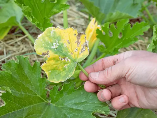 Main d'un jardinier examinant une courgette feuille jaune, montrant des signes de maladie ou de carence.