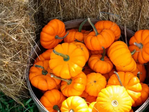 Un panier débordant de petites courges Jack-o'-lantern, aux couleurs vives, posé sur de la paille.