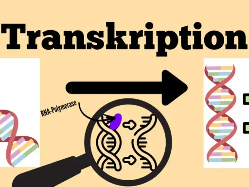 Die **Transkription** in der Biologie: DNA wird durch RNA-Polymerase zu RNA kopiert, was zu neuen Molekülen führt.