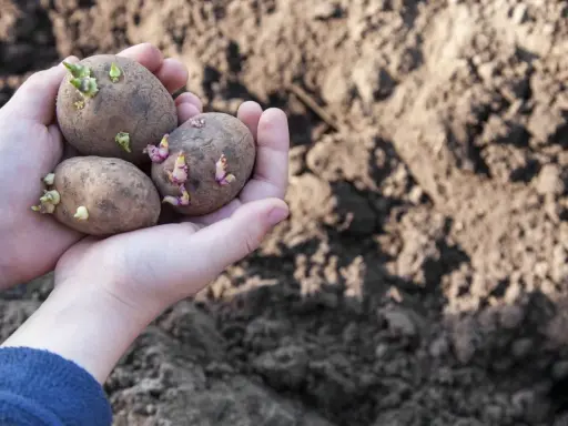 Mains tenant trois pommes de terre à planter, prêtes à germer dans la terre.