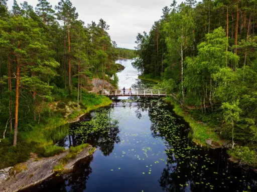 Vandrare korsar en träbro över en lugn sjö med näckrosor i **Tresticklans nationalpark**.