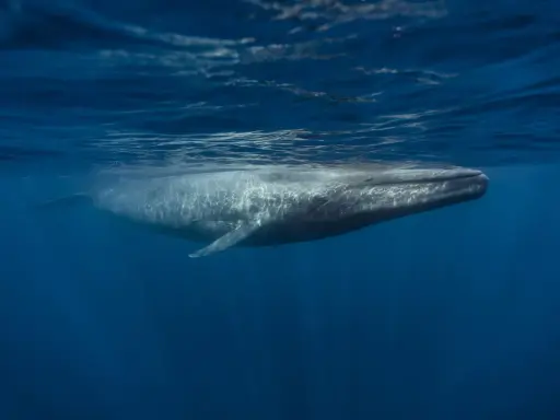 Una balenottera azzurra nuota sotto la superficie dell'oceano. La sua longevità è sorprendente, ma quanto vive una balenottera azzurra?