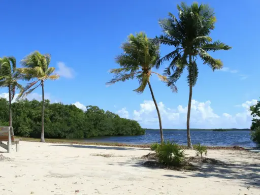 Palme su spiaggia sabbiosa, mare blu e vegetazione lussureggiante. Un invito a esplorare la costa atlantica, un itinerario da sogno.