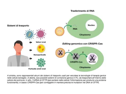 Illustrazione di sistemi di trasporto per terapia genica, inclusi vettori virali e nanoparticelle, per correggere mutazioni genetiche, come quelle nella fibrosi cistica.