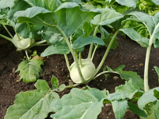 Kohlrabi plants in a garden bed, ready for harvest when the bulb reaches 2-4 inches in diameter.