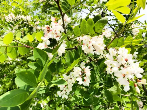Grappes de fleurs d'acacia blanches et parfumées, ornées de feuilles vertes vives sous un ciel bleu.