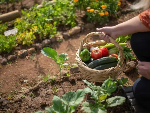 Panier de légumes frais, idéal pour savoir quoi planter en mai. Tomates, concombres, poivrons, ail et céleri dans un jardin.