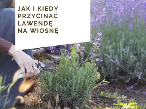 Cięcie lawendy: Kiedy i jak, by kwitła obficie? Poradnik Włodzisława Lisa