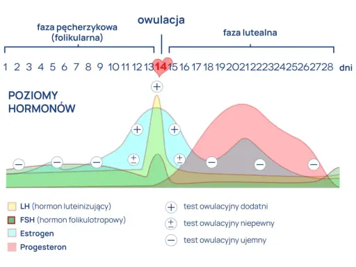 Wykres pokazuje poziomy hormonów w cyklu menstruacyjnym, z zaznaczoną owulacją. Obok znajdują się oznaczenia wyników testu na owulację.
