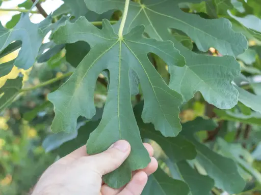 Une main touche une grande feuille de figuier verte, aux lobes profonds, sur un fond flou de verdure.