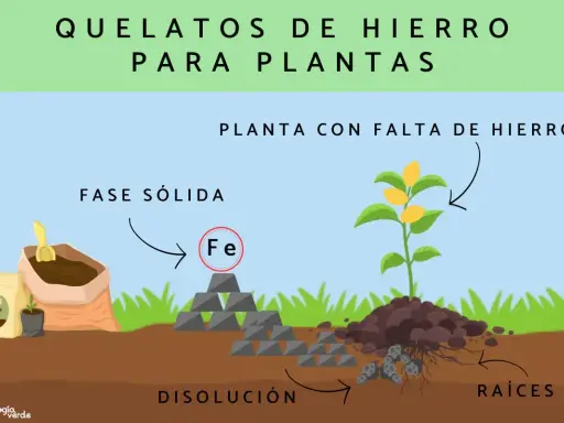 Ilustración muestra cómo el quelato de hierro en fase sólida se disuelve para nutrir las raíces de una planta con hojas amarillas por falta de hierro.