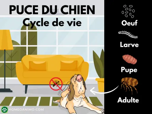Cycle de vie de la puce du chien : œuf, larve, pupe, adulte. Pour savoir comment enlever les puces d'un chien rapidement, comprenez leur cycle.