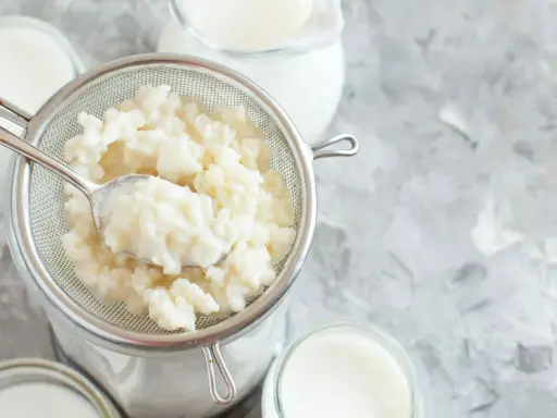 Körniger Kefir wird in einem Sieb abgetropft, bereit für die Zubereitung von Kefir-Joghurt oder einer cremigen, säuerlichen Beilage.
