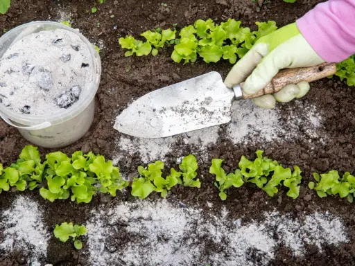 Un jardinier utilise une pelle pour épandre de la cendre de bois près de jeunes plants de laitue.