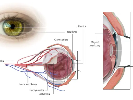 Anatomia oka: tęczówka, soczewka, rogówka, ciało szkliste, nerw wzrokowy. To skomplikowany aparat ochronny oka.