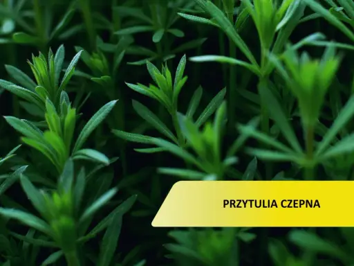 Przytulia czepna w ogrodzie? Skutecznie ją zwalcz i zapobiegaj!