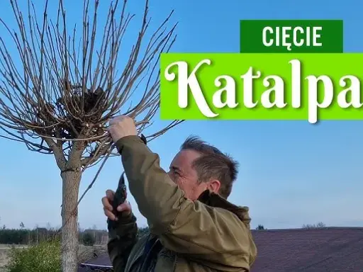 Jak przycinać katalpę (Nana)? Poradnik krok po kroku od eksperta