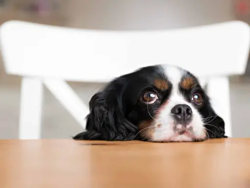 Un cachorro con ojos de cachorro mira con esperanza desde detrás de una mesa de madera.