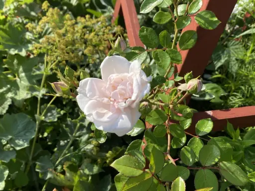 A pale pink rose blooms on a thorny stem, surrounded by green leaves and rosebuds.