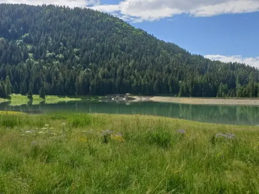 Prato fiorito e verdeggiante che si estende verso il lago di Lova, incastonato tra una rigogliosa foresta di conifere e un cielo azzurro con nuvole bianche.