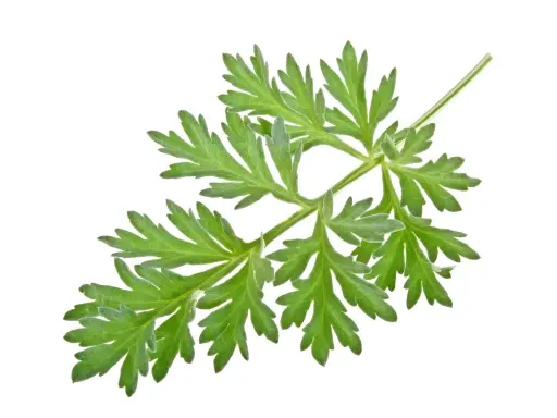Une branche d'absinthe aux feuilles vertes découpées, évoquant ses nombreux bienfaits pour la santé.