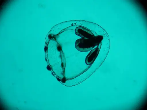 Medusa Turritopsis nutricula, immortale, vista al microscopio. Struttura trasparente con organi scuri interni.