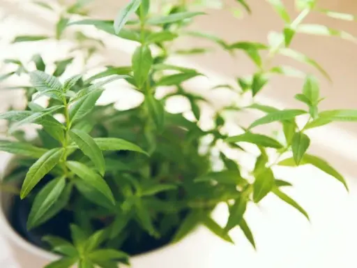 Une plante de verveine citronnelle en pot, ses feuilles vertes vives captent la lumière du soleil.