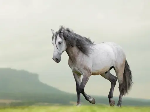 Ein elegantes Lusitano Pferd mit grauer Mähne galoppiert über eine grüne Wiese vor einer sanften Hügellandschaft.