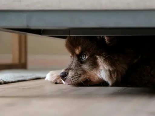 Un adorable chien qui se cache sous un meuble, ses yeux bleus scrutant l'extérieur avec curiosité.