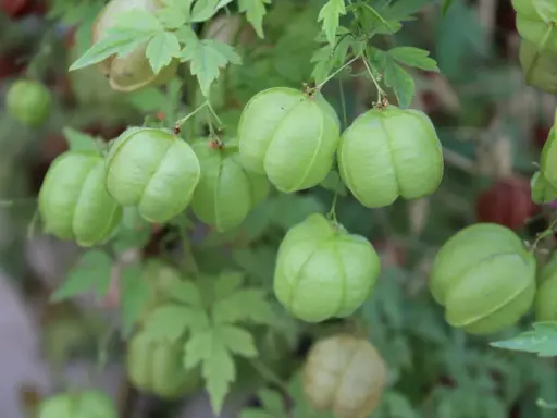 Des pois de cœur verts et gonflés pendent d'une vigne feuillue, certains déjà teintés de rouge.