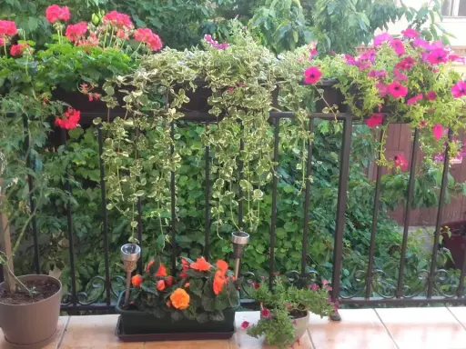 Balkon pełen kwiatów: różowe pelargonie, petunie i zwisające pnącza tworzą kolorową kompozycję.