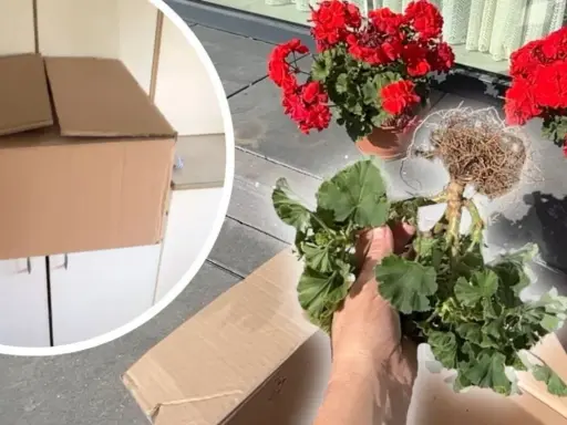 Jak przezimować pelargonie w kartonie? Przygotowanie roślin do zimowania, wykopanie z ziemi i schowanie do kartonu.