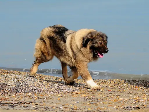 Un majestueux berger de Caucase, à la fourrure épaisse, trotte sur une plage de galets, la langue pendante, près de l'eau bleue.