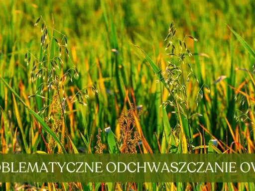 Oprysk na chwasty w owsie: Klucz do plonu? Sprawdź terminy i środki!