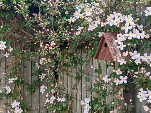 Clematis rankt üppig an einem Holzzaun, ein Vogelhaus hängt zwischen den Blüten. Der ideale clematis standort für diese zarte Pracht.